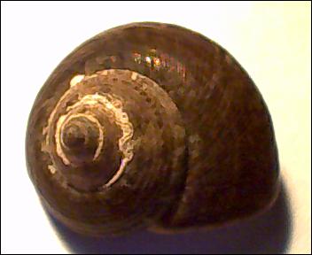Gibbula umbilicaris